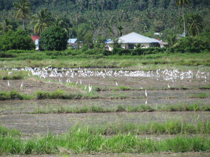 Pirinç tarlaları